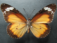 Danaus chrysippus petilia - Adult